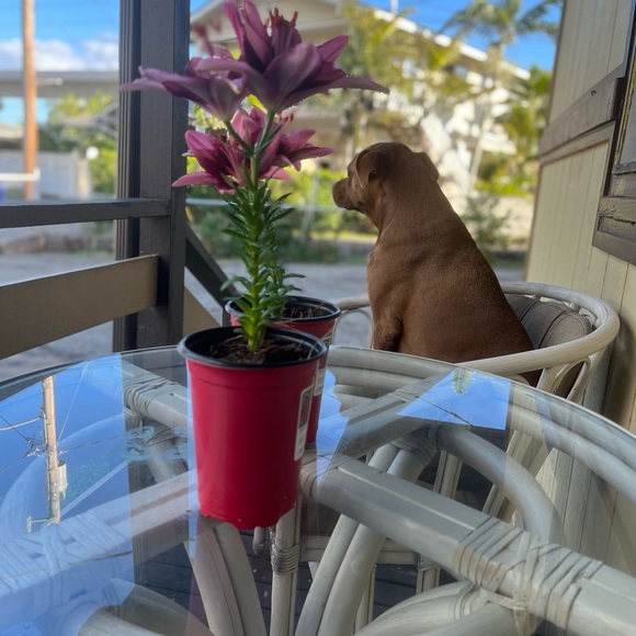 Meet your Posher, Mo - Picture 5 of 7